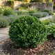 Саженцы Самшита (Buxus) Р9 - изображение 2
