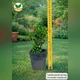 Саженцы Самшита (Buxus) Р9 - изображение 3