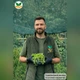 Саженцы Делоспермы Йеллоу Айс Плант (Delosperma Yellow Ice Plant) Р9 - изображение 5