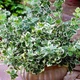 Саджанці Бересклету Форчуна Емеральд Гаєті (Euonymus fortunei Emerald Gaiety) Р9 - зображення 1