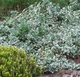 Саджанці Бересклету Форчуна Емеральд Гаєті (Euonymus fortunei Emerald Gaiety) Р9 - зображення 2