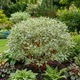 Саджанці Дерена білого Сібіріка Варієгата (Cornus alba Sibirica Variegata) Р9 - зображення 1