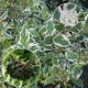 Саджанці Дерена білого Сібіріка Варієгата (Cornus alba Sibirica Variegata) Р9 - зображення 3