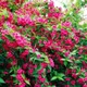 Саджанці Вейгели флоріда Брістол Рубі (Weigela florida Bristol Ruby) Р9 - зображення 1