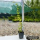 Саженцы Жимолости Японской Ауреоретикулата (Lonicera japonica Aureoreticulata) Р9 - изображение 2