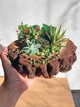 Суккуленты в коре, композиция из живых суккулентов в деревянном кашпо для подарка - изображение 6