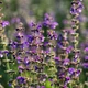 Семена Шалфей луговой, Salvia pratensis 10 шт/уп - изображение 4