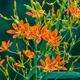 Семена Беламканда китайская 'Königstiger', Belamcanda chinensis 5 шт/уп - изображение 1
