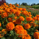 Семена Бархатцы прямостоячие 'Hawaii', Tagetes erecta 10 шт/уп - изображение 1
