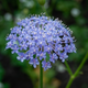 Семена Дидискус голубой 'Lavender Blue'', Trachymene carulea 5 шт/уп - изображение 3