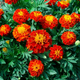 Насіння Чорнобривці розлогі 'Red Cherry', Tagetes patula 10 шт/уп - зображення 1
