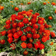 Насіння Чорнобривці розлогі 'Red Cherry', Tagetes patula 10 шт/уп - зображення 2