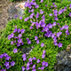 Семена Колокольчик карпатский 'Blauw', Campanula carpatica 20 шт/уп - изображение 2