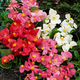 Семена Бегония вечноцветущая 'Summer Rainbow' F2, Begonia semperflorens 10 шт/уп - изображение 2