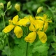 Семена Чистотел большой, Chelidonium majus 0.1 гр/уп - изображение 3