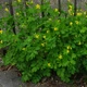 Семена Чистотел большой, Chelidonium majus 0.1 гр/уп - изображение 5