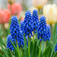 Семена Мускари Armeniacum, Muscari armeniacum 10 шт/уп - изображение 4
