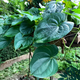 Семена Диоскорея клубненосная (Воздушный картофель), Dioscorea bulbifera 3 шт/уп - изображение 2
