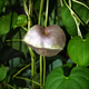 Семена Диоскорея клубненосная (Воздушный картофель), Dioscorea bulbifera 3 шт/уп - изображение 3