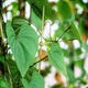 Семена Диоскорея клубненосная (Воздушный картофель), Dioscorea bulbifera 3 шт/уп - изображение 4