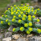 Семена Молочай миртолистный, Euphorbia myrsinites 5 шт/уп - изображение 1