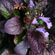 Семена Шалфей лировидный 'Purple Knockout', Salvia lyrata 10 шт/уп - изображение 2