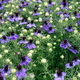 Насіння Нігелла іспанська, Nigella hispanica 10 шт/уп - зображення 2