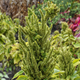 Насіння Амарант Аннапурна, Amaranthus 'Annapurna' 0,1 гр/уп - зображення 2