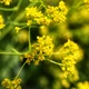 Семена Вайда красильна, Isatis tinctoria 10 шт/уп - изображение 3