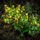Семена Сколимус испанский, Scolymus hispanicus 10 шт/уп - изображение 1