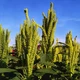 Насіння Амарант Аннапурна, Amaranthus 'Annapurna' 0,1 гр/уп - зображення 5