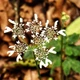 Семена Борщевик Валлиха, Heracleum wallichii 5 шт/уп - изображение 2
