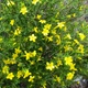 Семена Жасмин кустарниковый, Jasminum fruticans 5 шт/уп - изображение 2