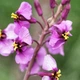 Насіння Морікандія морікандієва, Moricandia moricandioides 10 шт/уп - зображення 4