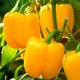 Перец сладкий Турбин F1, 8 шт., СЦ - изображение 2