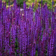 Семена Шалфей дубравный 'Caradonna', Salvia nemorosa 10 шт/уп - изображение 2