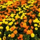 Семена Бархатцы прямостоячие ‘Sugar & Spice’ Mix, Tagetes erecta 10 шт/уп - изображение 3