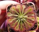 Насіння росянки Drosera Spatulata 20 штук - зображення 3