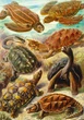 Puzzle GOOD LOOT Imagination Puzzle: Ernst Haeckel Żółwie morskie 1000 elementów (5908305251750) - obraz 2