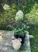 Гортензія волотиста Петіт Флорі (Hydrangea paniculata PetiteFlori) - изображение 2