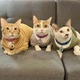 Кофта для котов (кошек) Кружево M Серый - изображение 7