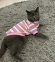 Флисовая кофта для котов (кошек) Полосочка S Розово-фиолетовый - изображение 7