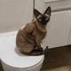 Кофта для котів (кішок) Ведмідь з вушками XS Коричневий - зображення 6