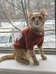 Кофта для котов (кошек) Кружево M Красный - изображение 6