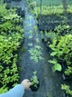 Клен японський пальмолистий "Green" горщик р9 - зображення 2