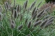 Пеннісетум лисохвостий Блек Б'юти (Pennisetum alopecuroides Black Beauty), в горшкe С1,5л - зображення 2