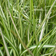 Війник гостроквітковий «Аваланш» (Calamagrostis acutiflora Avalanche), С1,5 - зображення 5