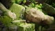 Ключ активації Moss: The Forgotten Relic для Xbox One/Series S/X - зображення 3