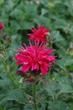 Саджанці Монарди двійчастої 'Файрбол' (Monarda didyma 'Fireball') в 380 гр горщиках - изображение 2