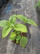 Саджанці Монарди "Бі Фрі" (Monarda 'Bee-Free') в 380гр горщиках - изображение 3
